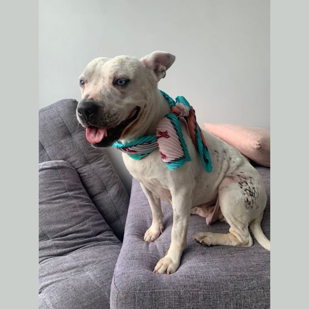 Photo of Nala Tiny Girl Loves Cats