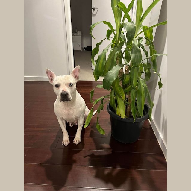 Photo of Nala Tiny Girl Loves Cats