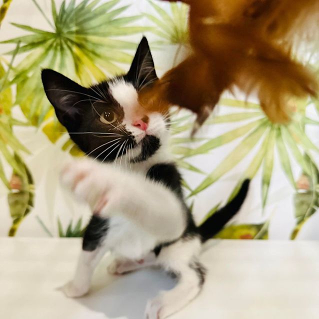 Photo of Shane   Located In Templestowe 