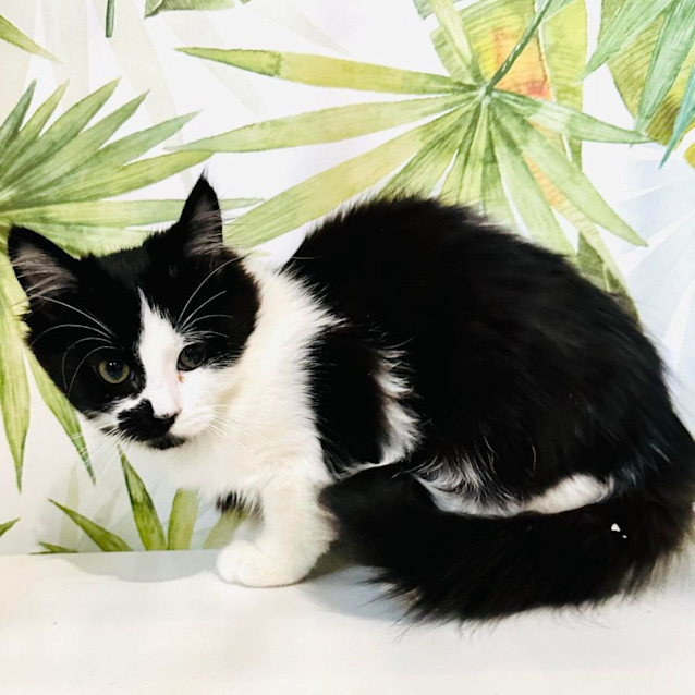 Photo of Nylah   Located In Preston