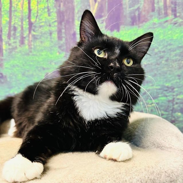 Photo of Joshua   Located In Preston