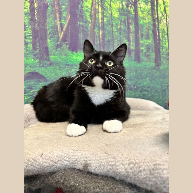 Photo of Joshua   Located In Preston