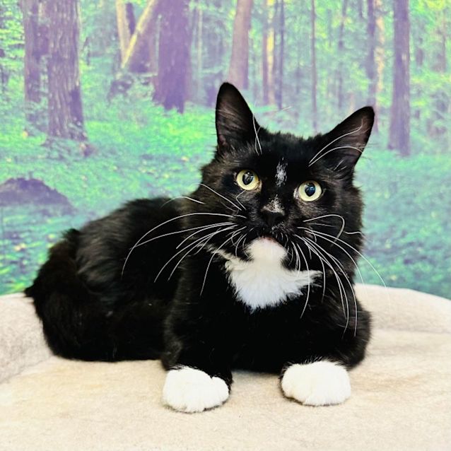 Photo of Joshua   Located In Preston