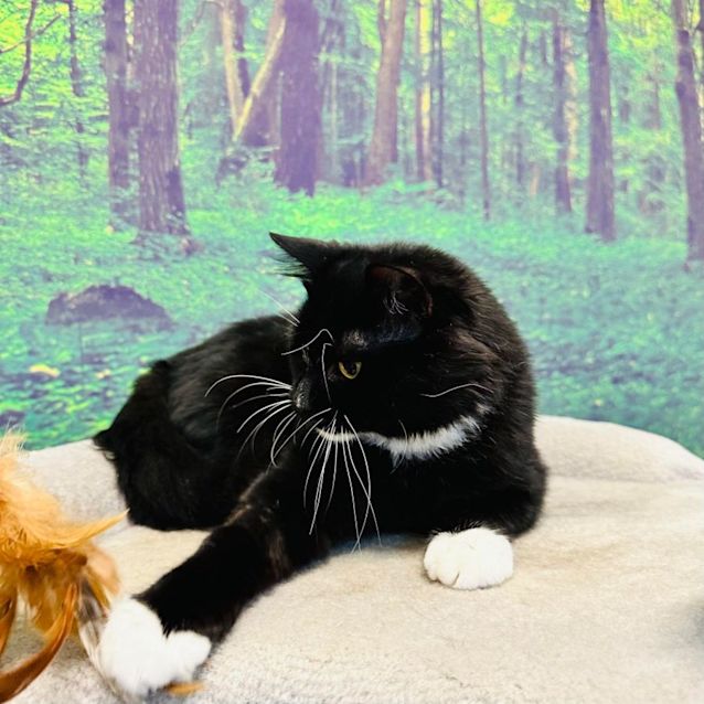 Photo of Joshua   Located In Preston