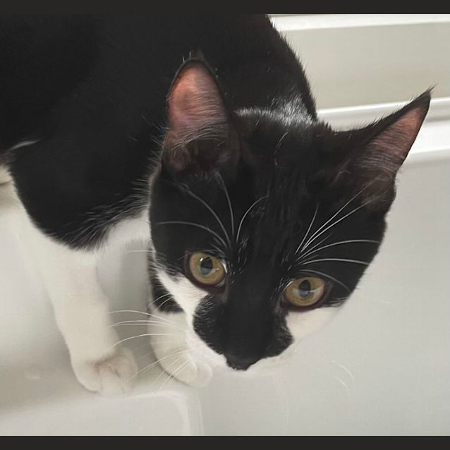 Photo of Lorenzo   Located In Eltham