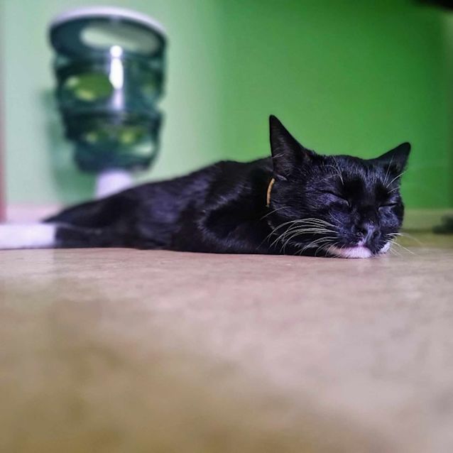 Photo of Josie   Located In Fawkner