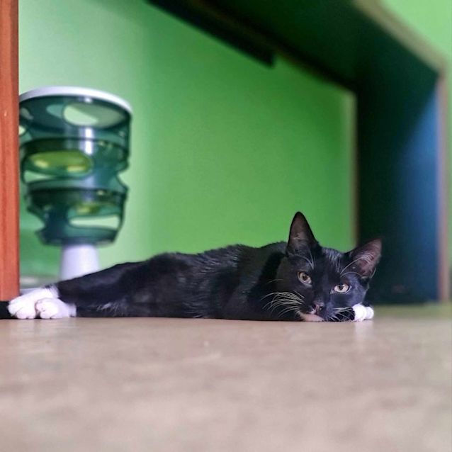 Photo of Josie   Located In Fawkner