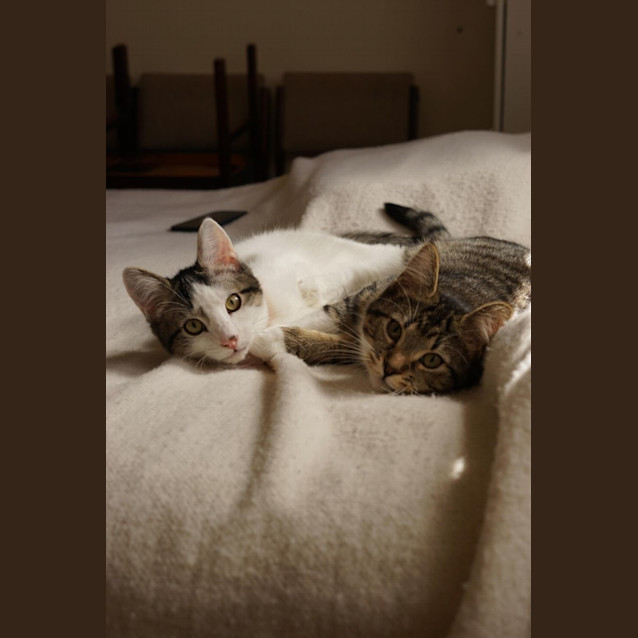 Photo of Lenny & Lola 💙💜