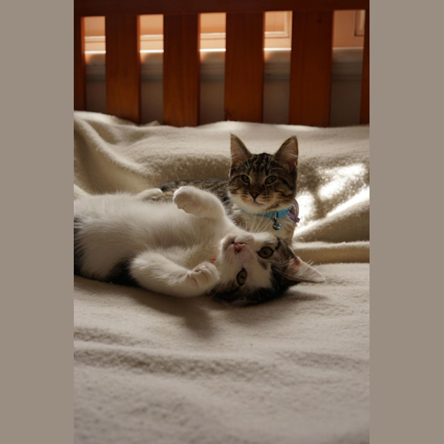 Photo of Lenny & Lola 💙💜