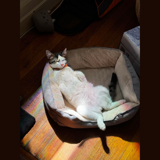 Photo of Lenny & Lola 💙💜