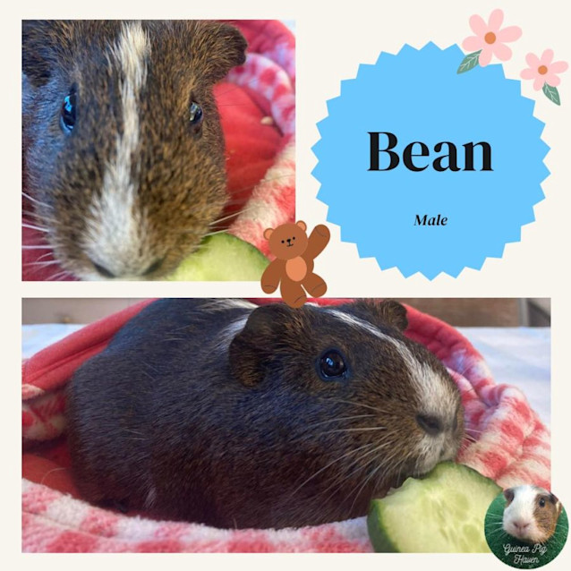 Photo of Bean