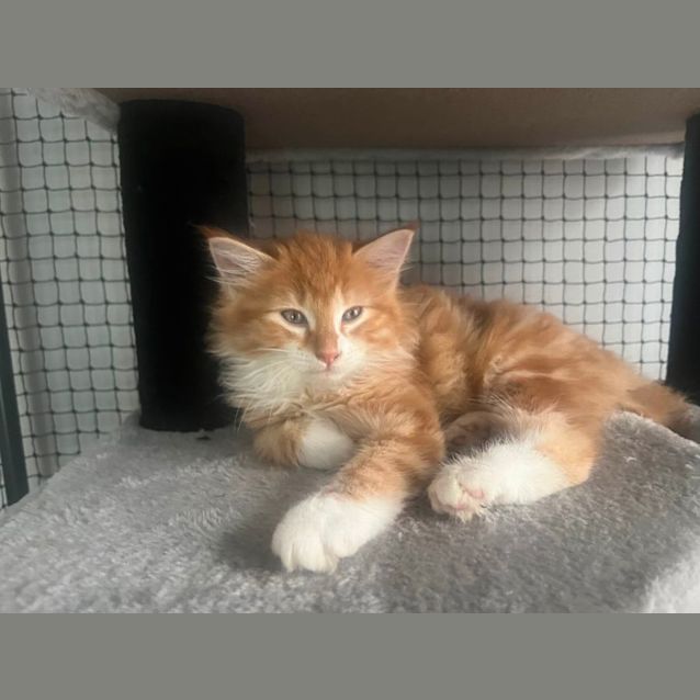 Photo of Keegan **2nd Chance Cat Rescue**