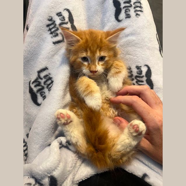 Photo of Keegan **2nd Chance Cat Rescue**