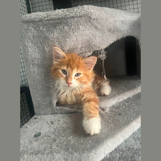 Photo of Keegan **2nd Chance Cat Rescue**