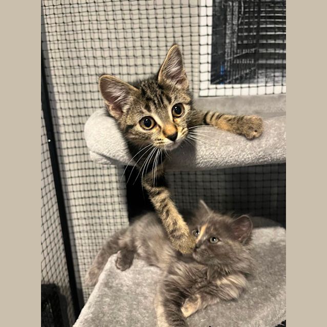 Photo of Houston **2nd Chance Cat Rescue**