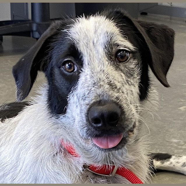 Photo of Harley