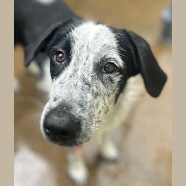 Photo of Harley