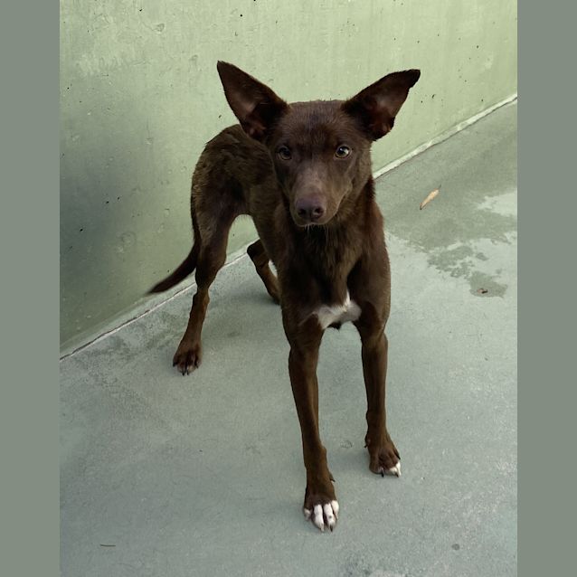 Photo of Zippy