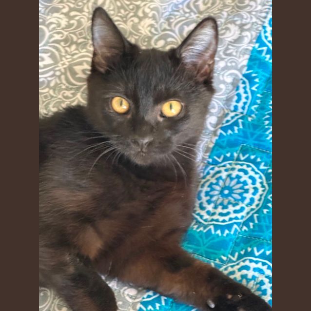 Photo of Kahn 🐈‍⬛🐾