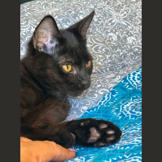 Photo of Kahn 🐈‍⬛🐾