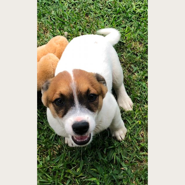 Photo of Panda   11 Week Old Foxy X Cattle Dog (Trial)