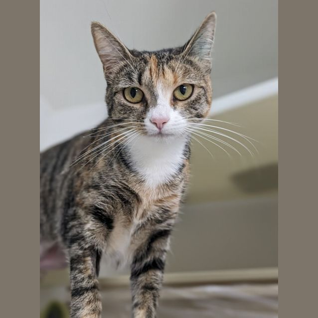 Photo of 💎 Veronica F02817 💎