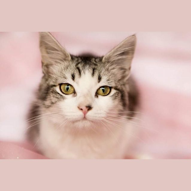 Photo of Olivia Benson