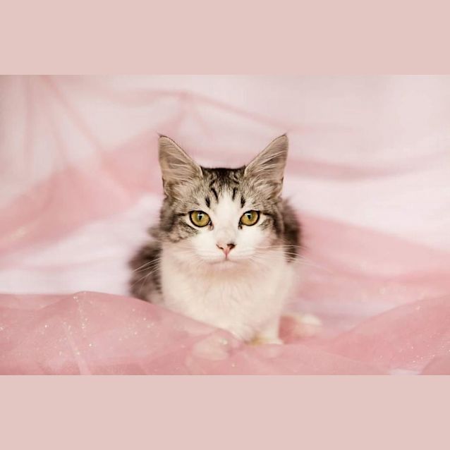 Photo of Olivia Benson