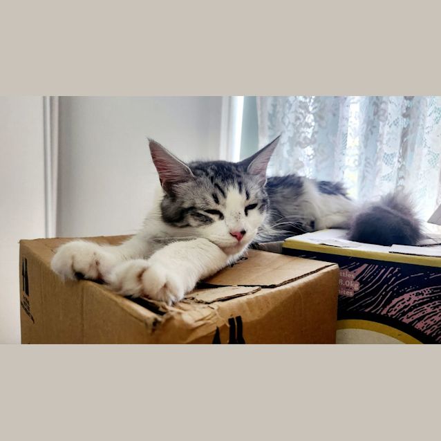 Photo of Olivia Benson