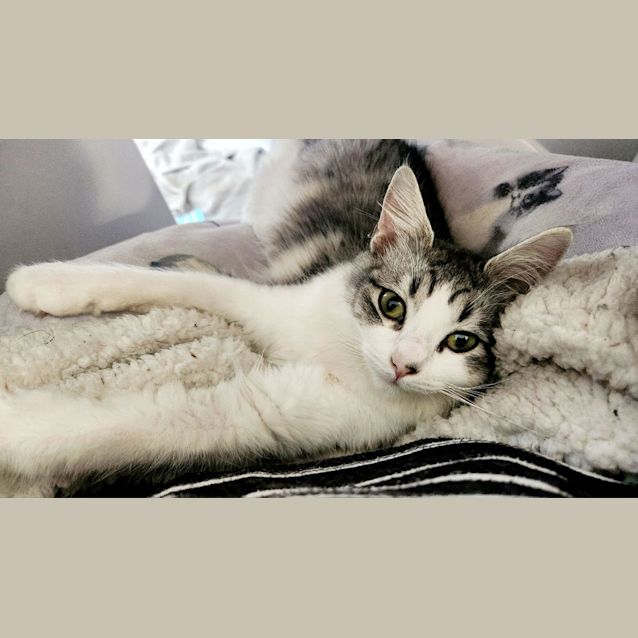Photo of Olivia Benson