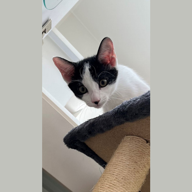 Photo of Dylan (0061)