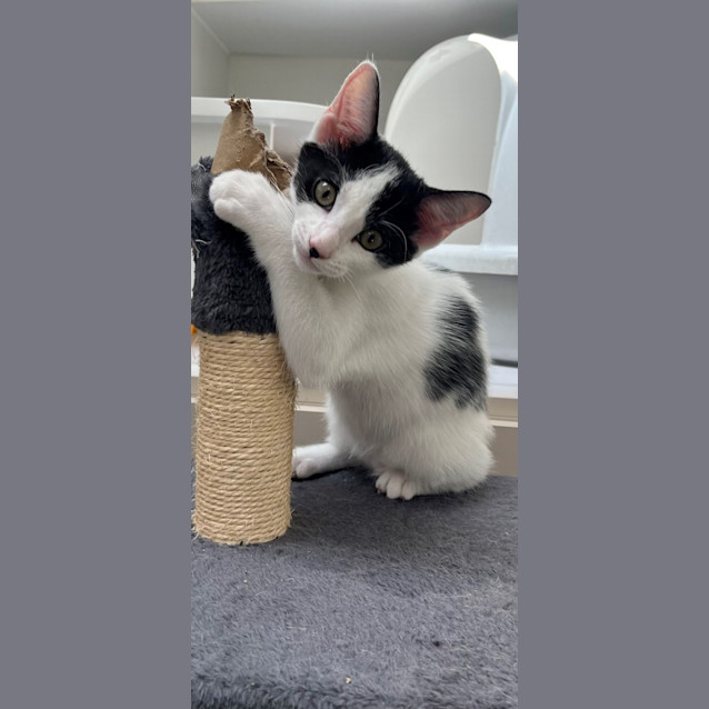 Photo of Dylan (0061)