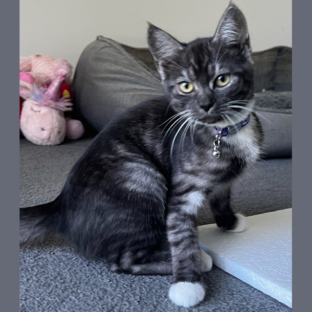 Photo of Taffy