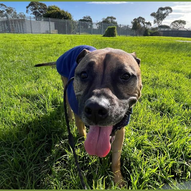 Photo of 👑 Kojak C04852 👑