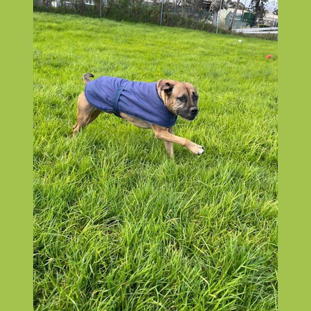 Photo of 👑 Kojak C04852 👑