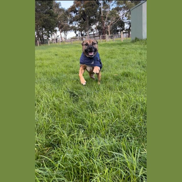 Photo of 👑 Kojak C04852 👑