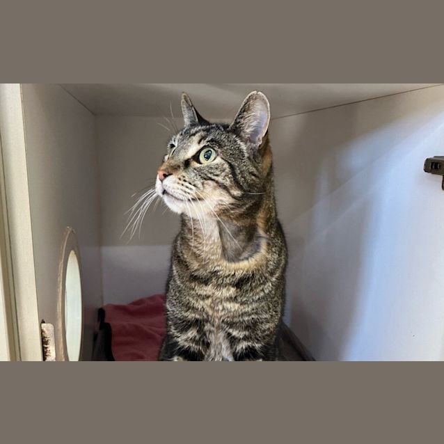 Photo of Che Cockatoo Collins 