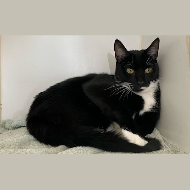 Photo of Percival