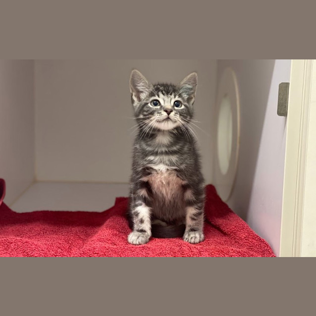Photo of Ares