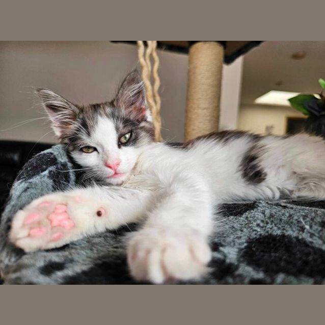 Photo of Ocean Meet Me At Petstock Carrum Downs 17/3/24