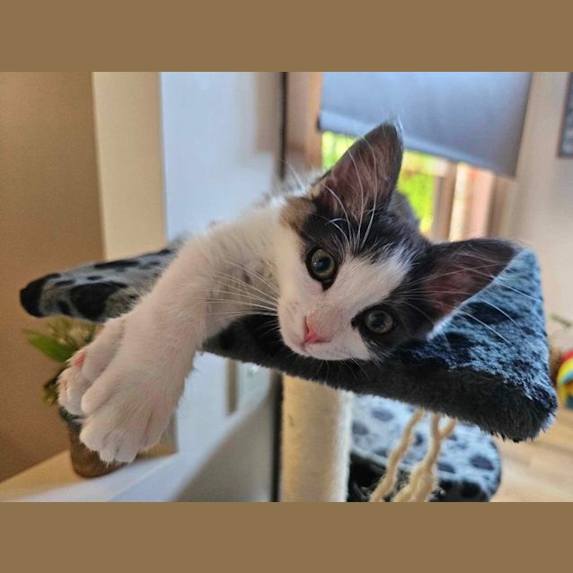 Photo of Ocean Meet Me At Petstock Carrum Downs 17/3/24