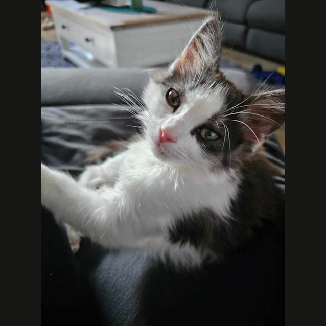 Photo of Ocean Meet Me At Petstock Carrum Downs 17/3/24