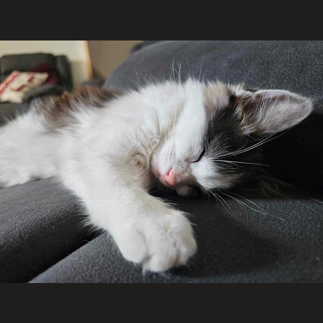 Photo of Ocean Meet Me At Petstock Carrum Downs 17/3/24