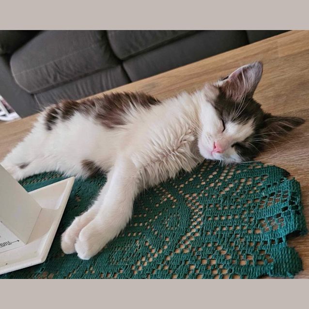 Photo of Ocean Meet Me At Petstock Carrum Downs 17/3/24