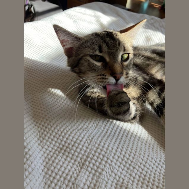 Photo of Furry Styles And Zeperella