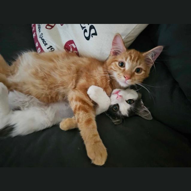 Photo of Scout Meet Me At Petstock Carrum Downs Store 17/3