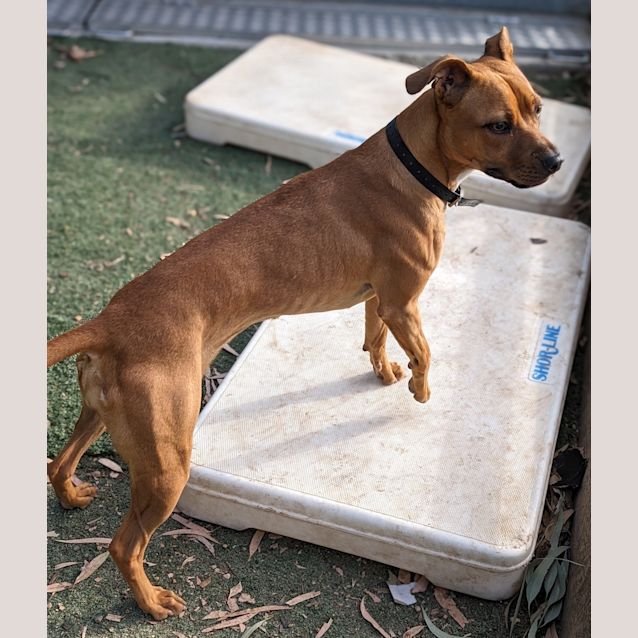 Photo of Turbo