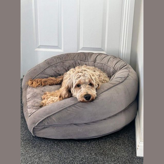 Photo of Poppy 🩷🎀