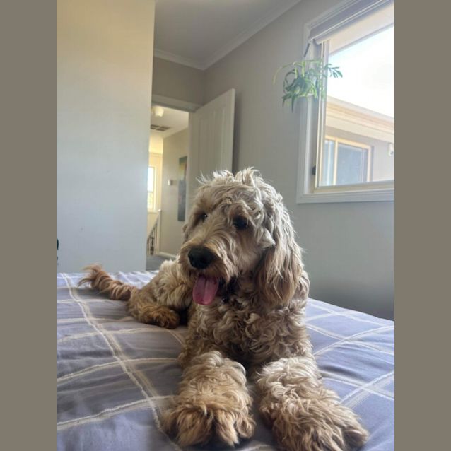 Photo of Poppy 🩷🎀