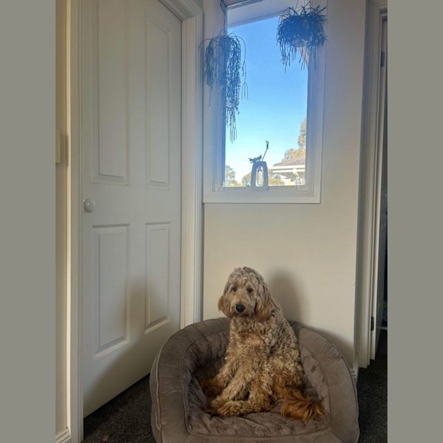 Photo of Poppy 🩷🎀